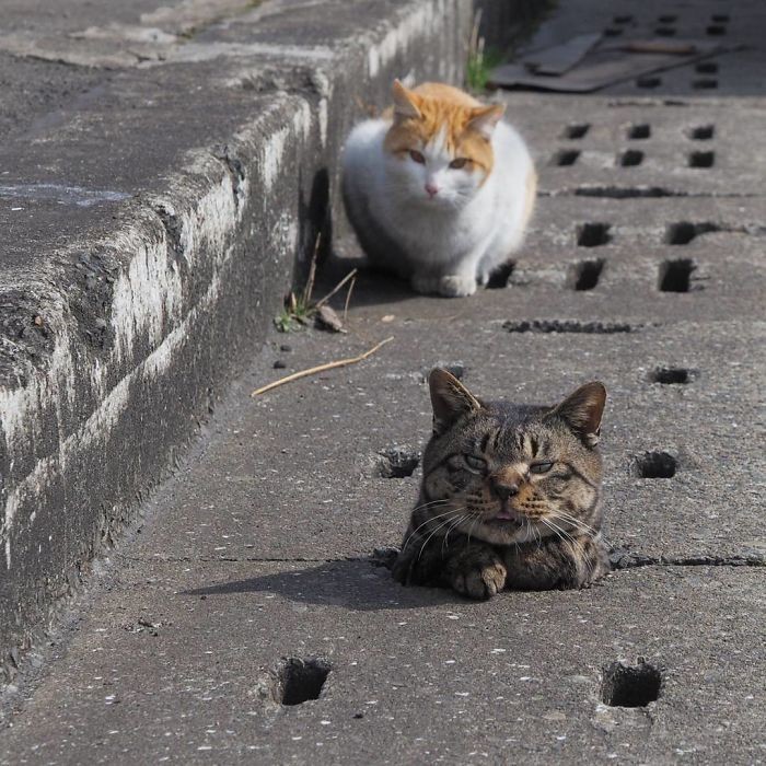 Японский фотограф Нян Кичи увлекается съемкой бродячих котов 