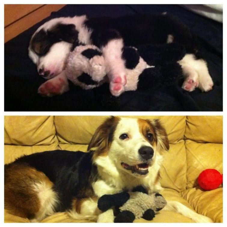 "Моя собака и ее любимая игрушка, тогда и сейчас"
