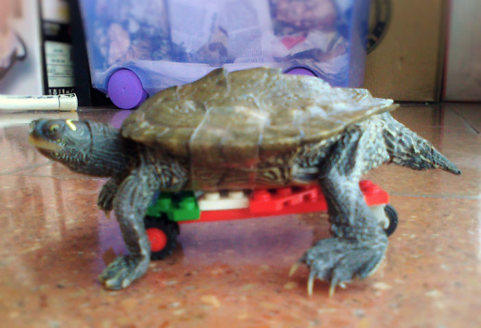 "Я собрал скейтборд из Лего и приклеил к черепахе. Теперь смотрит на меня с ненавистью: мол, ты считаешь, что я медлительная?