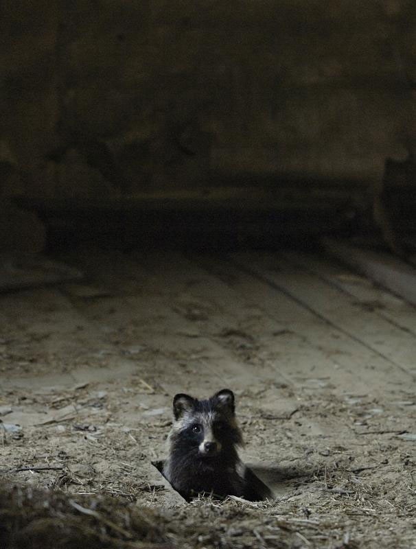 Фотографии животных в заброшенных домах