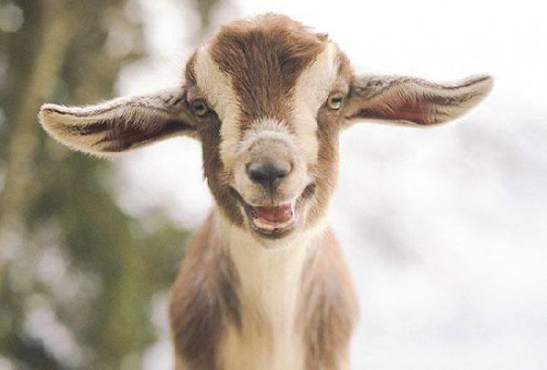 30 Самых счастливых животных, которые всегда поднимут настроение