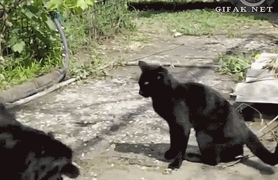 Боевые Коты