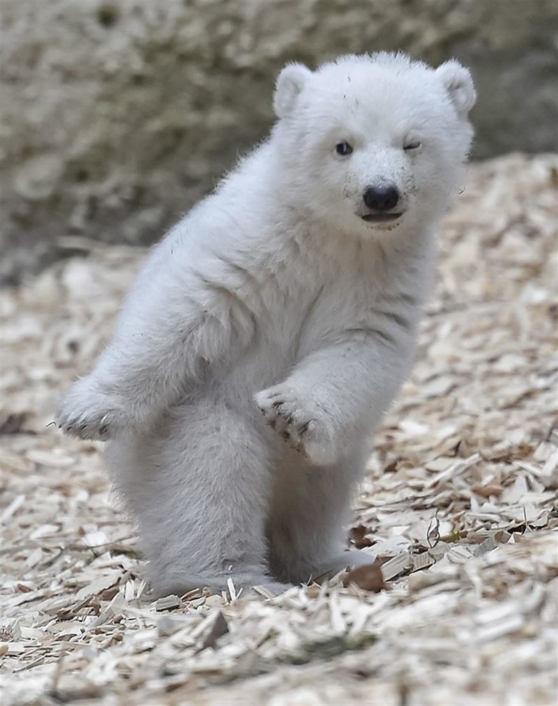 Белый медвежонок сделал первые шаги и сразу же покорил весь мир своим поведением!