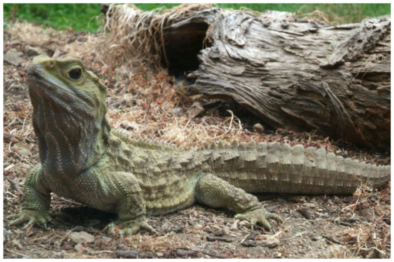 Туатар выделяют как отдельный вид рептилий, стоящий особняком среди всех современных пресмыкающихся.