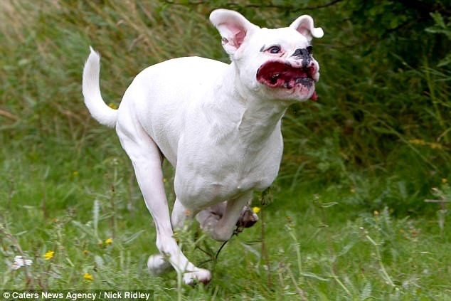 Фотограф снял бегущих собак, и это очень смешно