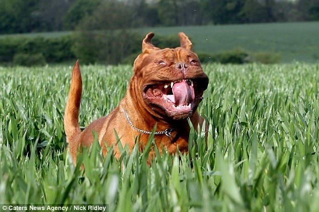 Фотограф снял бегущих собак, и это очень смешно