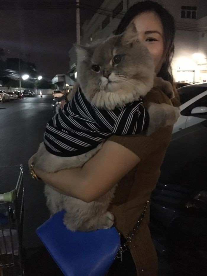 Огромный пушистый кот из Таиланда, покоривший своим нереальным видом   