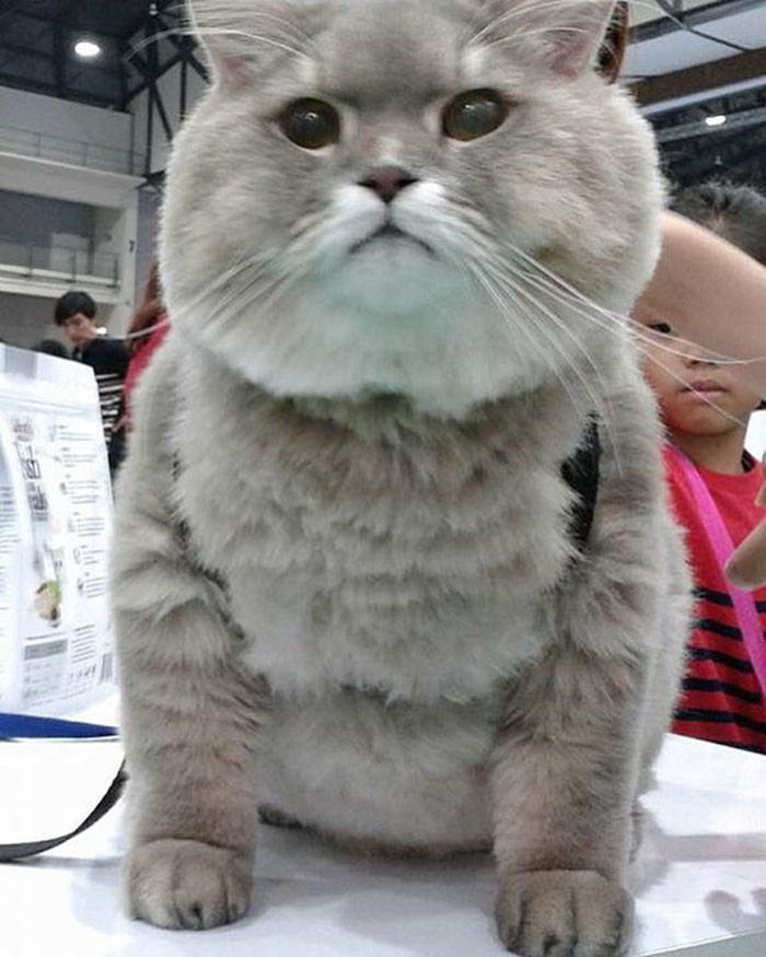 Огромный пушистый кот из Таиланда, покоривший своим нереальным видом   