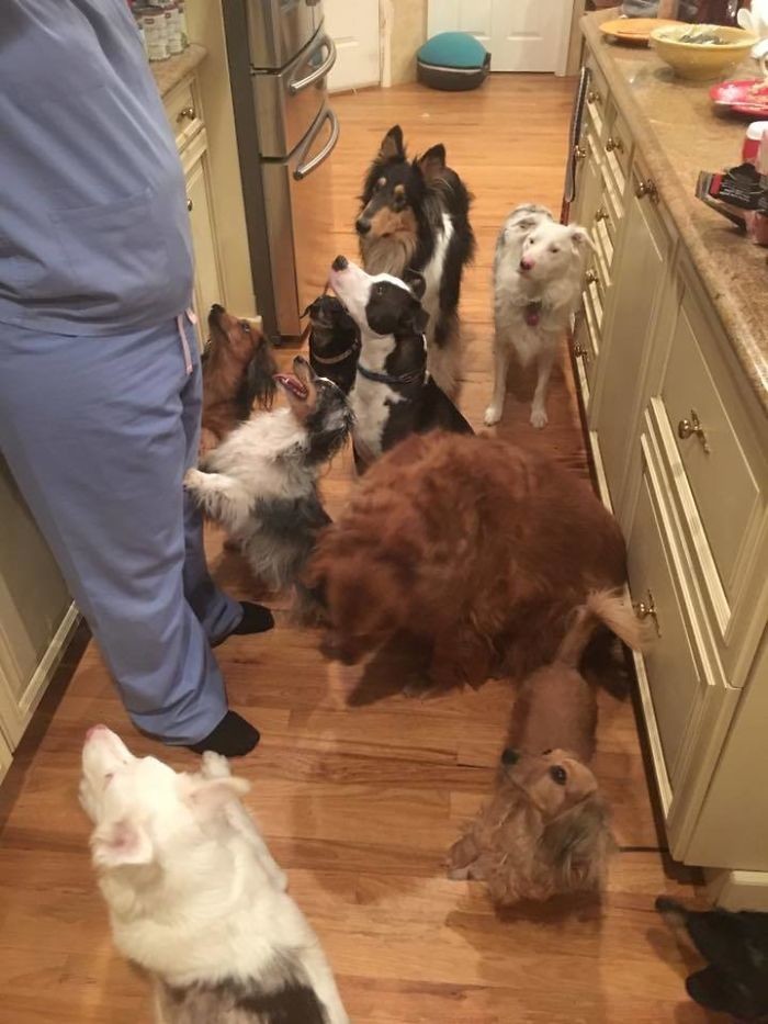 "Моя мать спасает собак. И теперь у нее полно помощников на кухне"