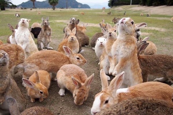 Окуносима - остров кроликов в Японии