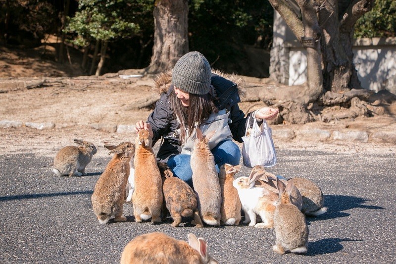 Окуносима - остров кроликов в Японии