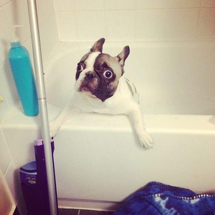 Собака и ванна