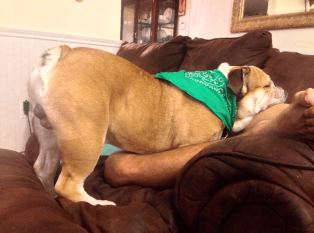 Забавные собаки, которые могут уснуть как и где угодно
