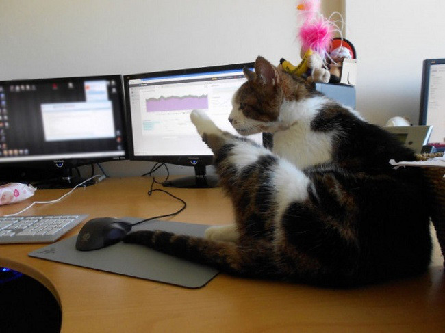 Японская фирма разрешила сотрудникам приносить на работу своих кошек!