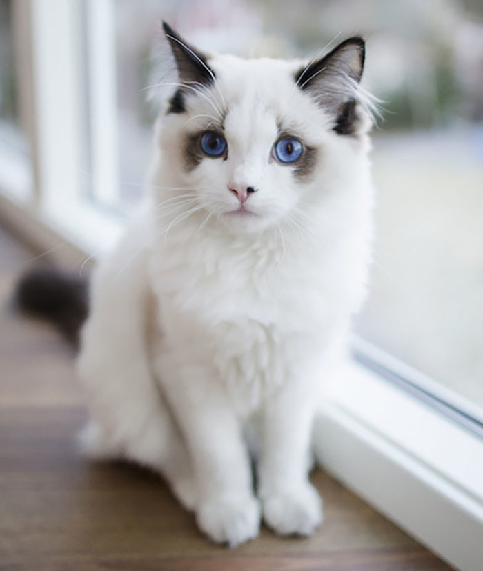 Кот с глазами цвета океана.
