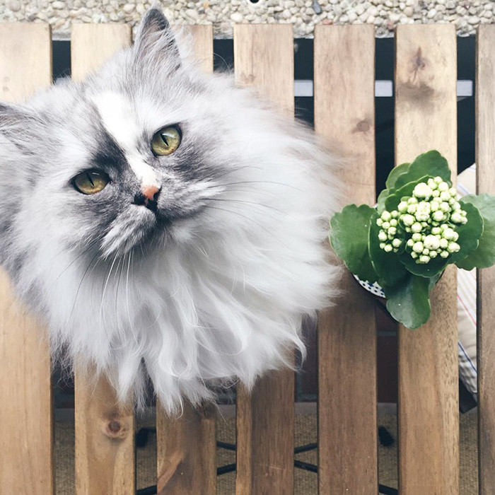 Алиса, персидская кошка с мраморным мехом.