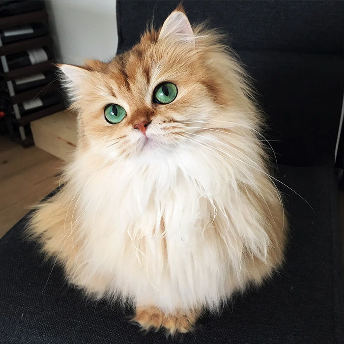 Смузи, самая фотогеничная кошка в мире.