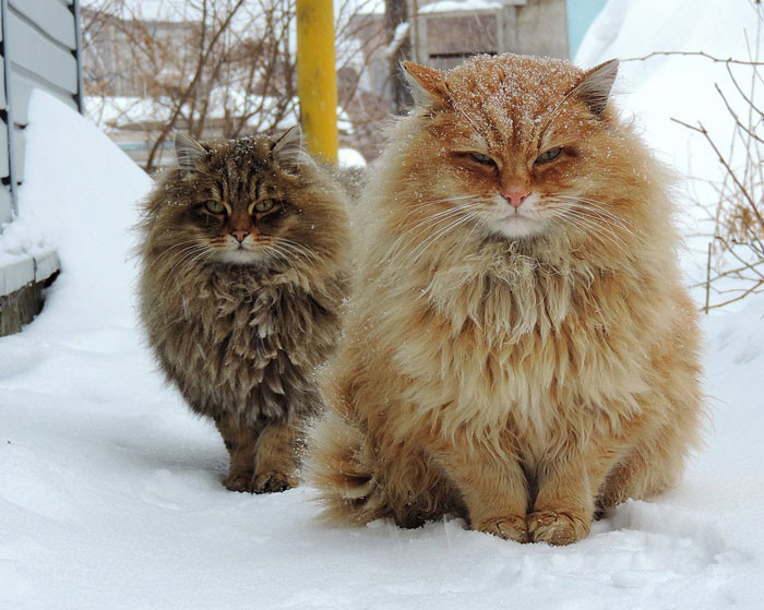 «Суровые» сибирские кошки.
