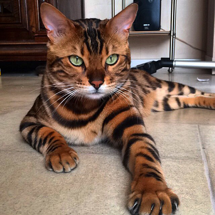 Тор, бенгальский кот с необычным окрасом.
