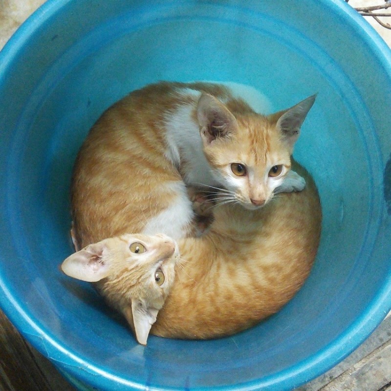 Коты, которых можно «налить» в любую ёмкость