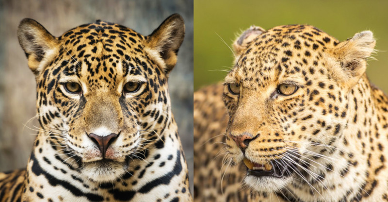 Леопард или Ягуар — кто отличит?