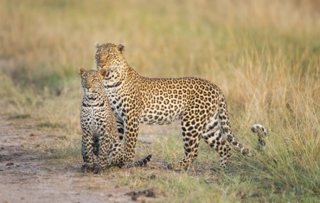Леопард или Ягуар — кто отличит?