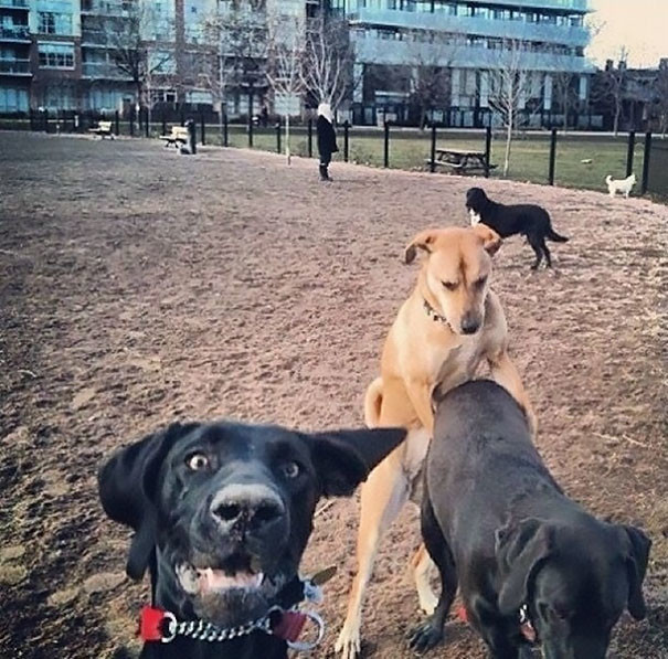 Смешные фотобомбы с собаками