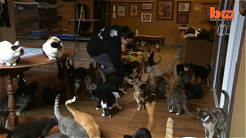 Сейчас на ее земле, в Кошачьем доме живут 800 взрослых кошек и 300 котят, за которым ухаживает целая команда волонтеров во главе с неутомимой кошатницей