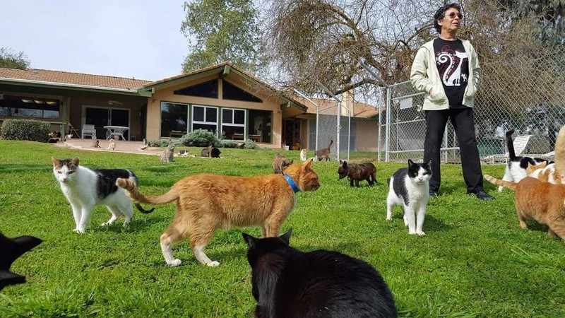 Это просто надо видеть: женщина поселила в своем доме тысячу кошек