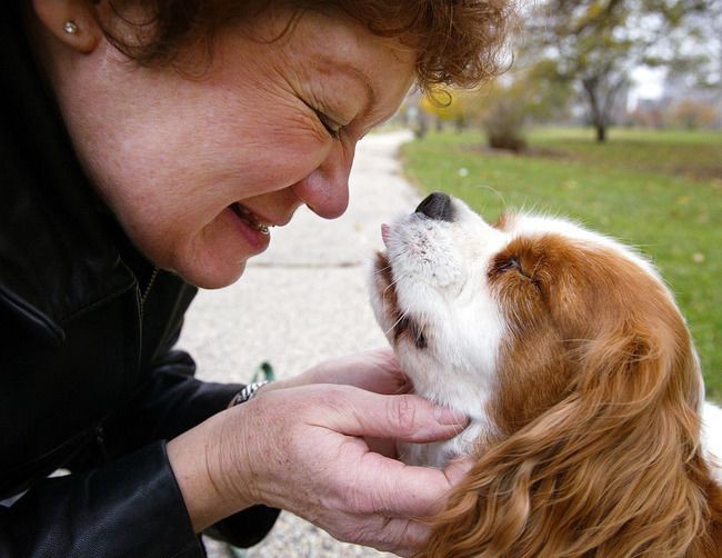21 вещь, которую делают собаки, чтобы показать, что действительно любят нас