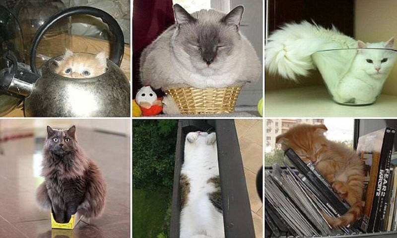 Коты, которые способны вздремнуть где угодно