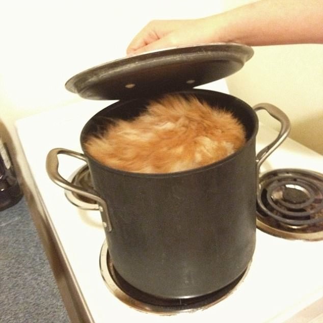 Суп с котом