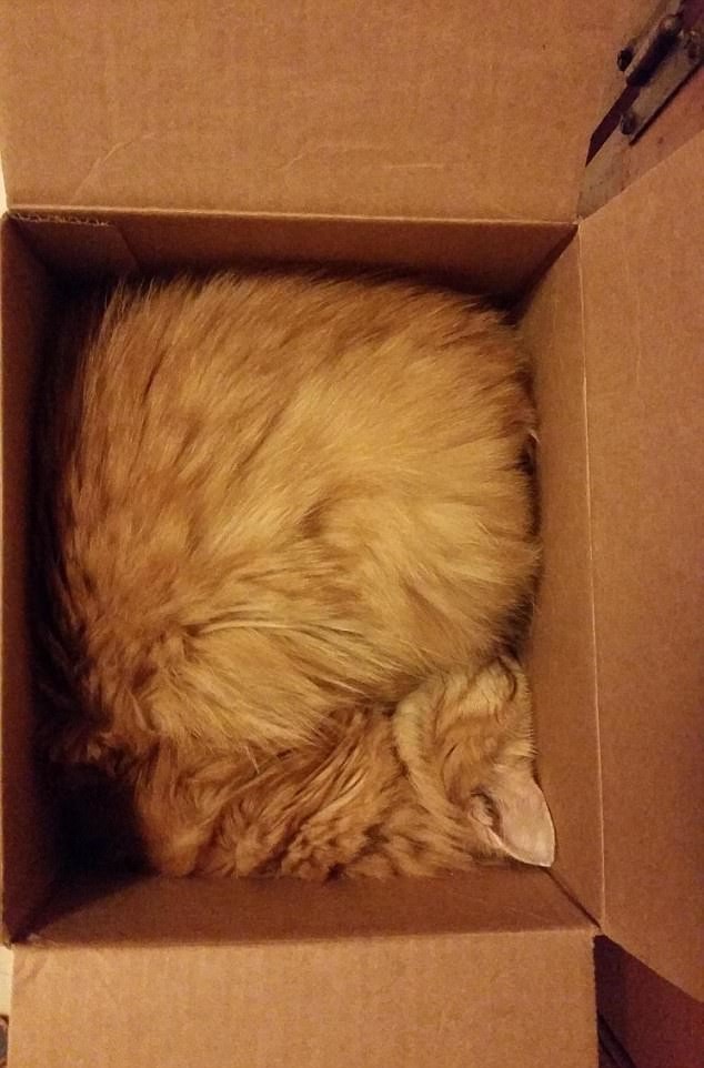 Эх, полным-полна моя коробочка!