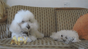 Животные, которые очень любят пошалить