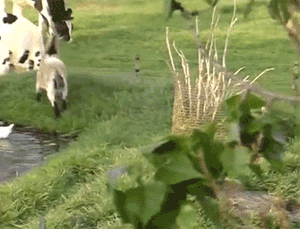 Животные, которые очень любят пошалить