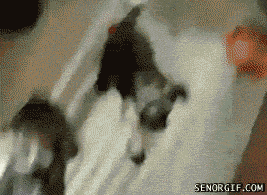 Животные, которые очень любят пошалить