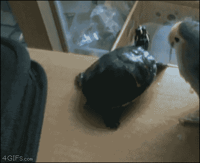 Животные, которые очень любят пошалить