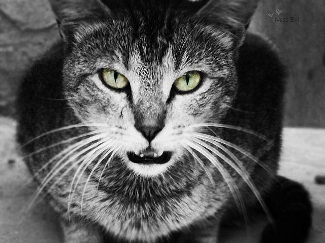 Адские коты, являющиеся истинным воплощением зла