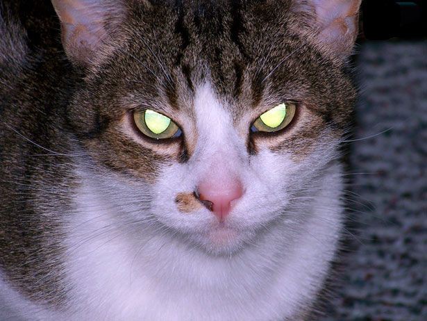 Адские коты, являющиеся истинным воплощением зла