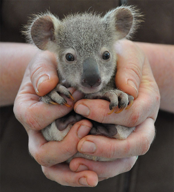 9. Маленькая коала