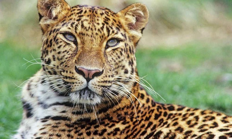 3. Дальневосточный леопард