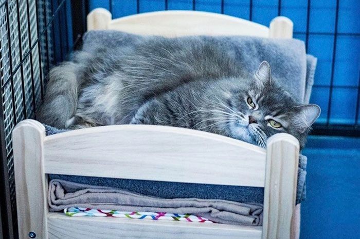 IKEA сделала маленькие кровати для кошек из приюта