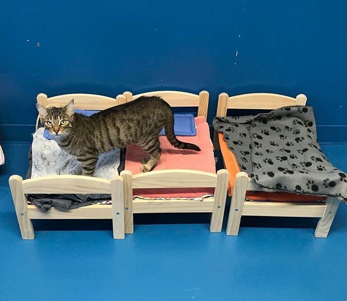 IKEA сделала маленькие кровати для кошек из приюта
