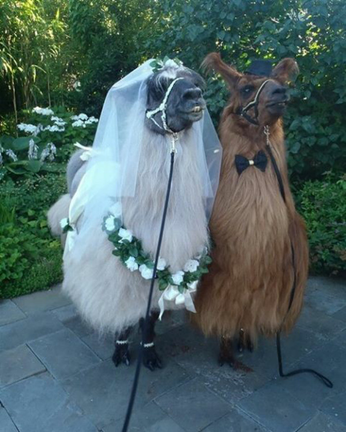 Теперь свадьба не считается модной, если на ней не было лам в «бабочках»