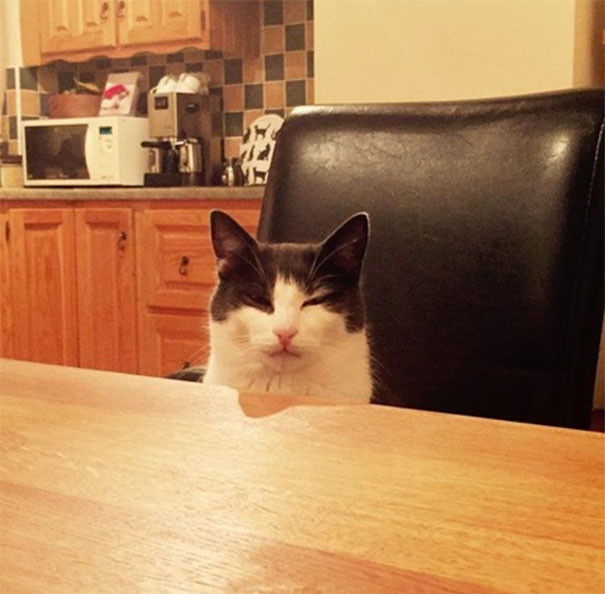 "Мой кот смотрел на меня так весь обед после того, как я случайно разлил его молоко"