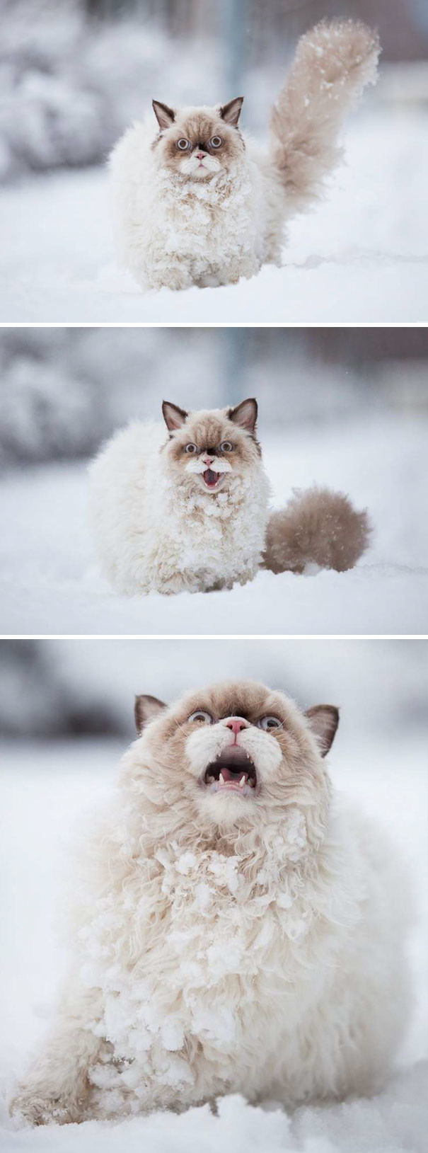 Премьера сезона - "Кот впервые видит снег". Какая выразительная мимика!