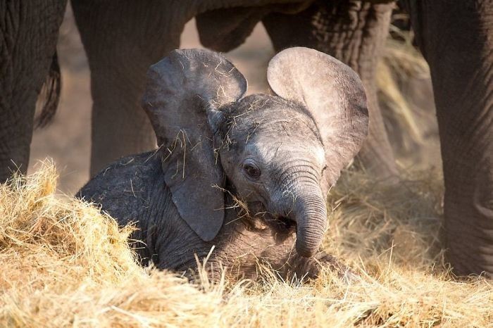 70 прелестных слонят, в которых невозможно не влюбиться