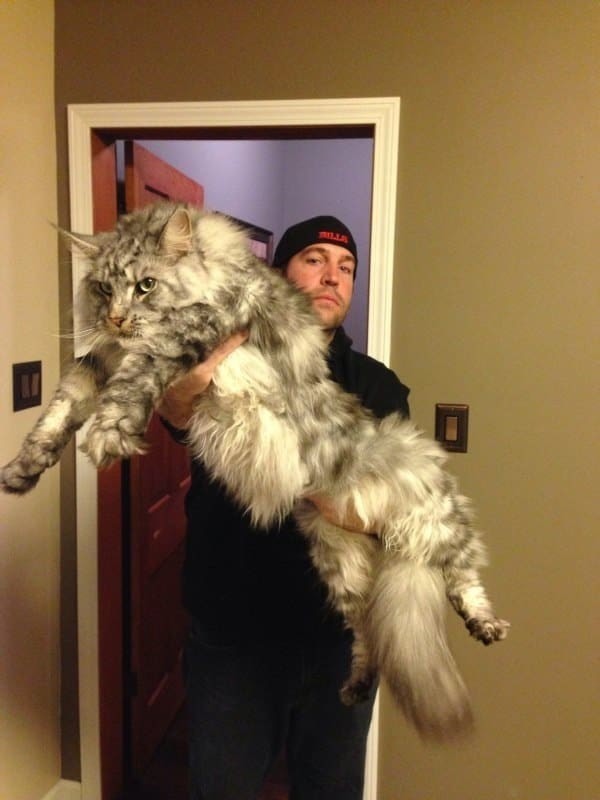 Невероятно огромный кот!