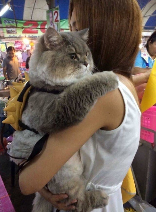 Кот-обниматель