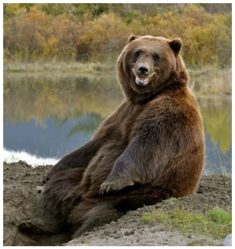 Медведь-ждун